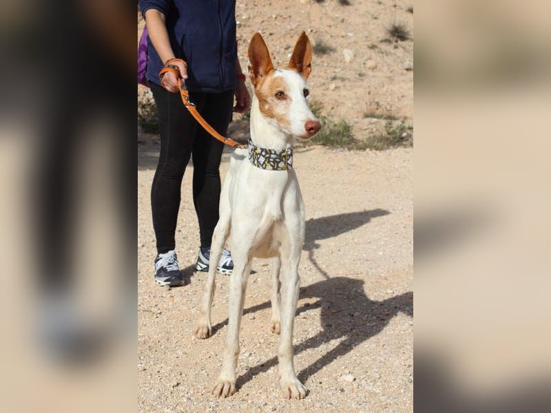 PALOMA-treuer, freundlicher Galgo bereit endlich in einem Zuhause anzukommen und geliebt zu werden