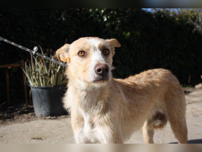 JENNY-bildschönes Mädchen wünscht sich ein tolles Für-immer-Zuhause