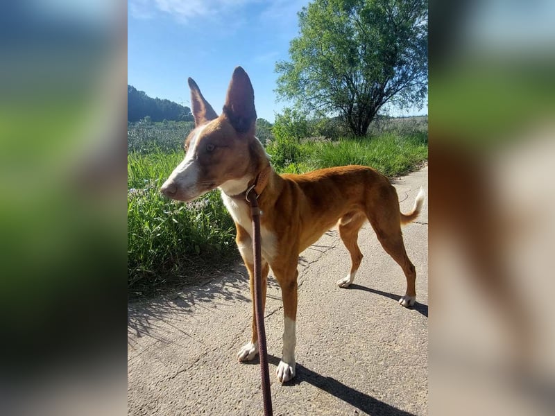 ELIO-verschmust, anhänglich, läuft wunderbar an der Leine und sucht sehnsüchtig Für-immer-Zuhause