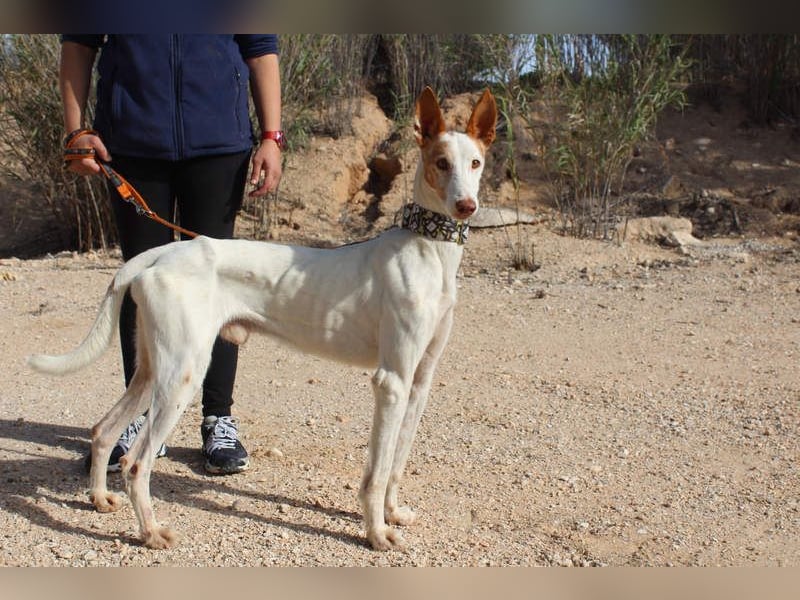 PALOMA-treuer, freundlicher Galgo bereit endlich in einem Zuhause anzukommen und geliebt zu werden
