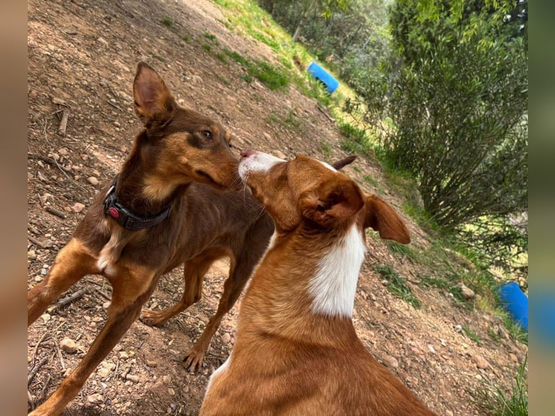 ELIO-verschmust, anhänglich, läuft wunderbar an der Leine und sucht sehnsüchtig Für-immer-Zuhause