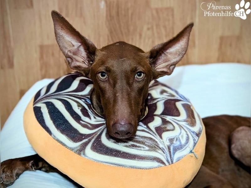 Podenco Mischling Kenio ist freundlich  und ausgeglichen, anfangs unsicher