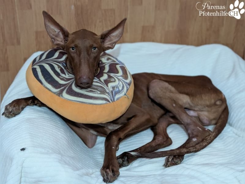 Podenco Mischling Kenio ist freundlich  und ausgeglichen, anfangs unsicher