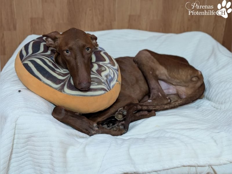 Podenco Mischling Kenio ist freundlich  und ausgeglichen, anfangs unsicher
