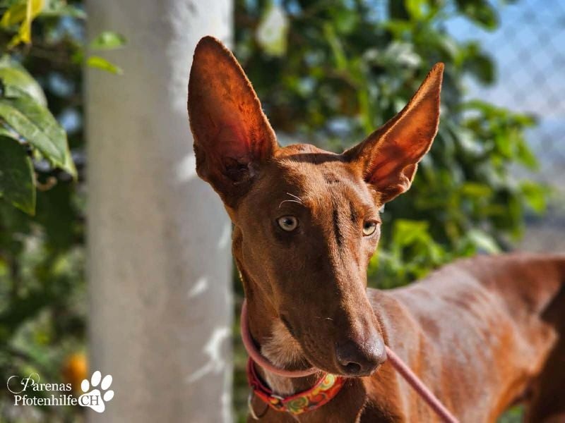 Podenco Mischling Kenio ist freundlich  und ausgeglichen, anfangs unsicher