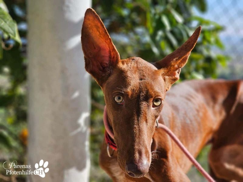 Podenco Mischling Kenio ist freundlich  und ausgeglichen, anfangs unsicher