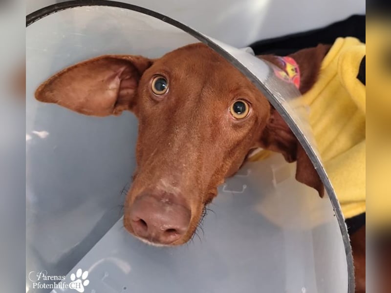 Podenco Mischling Kenio ist freundlich  und ausgeglichen, anfangs unsicher