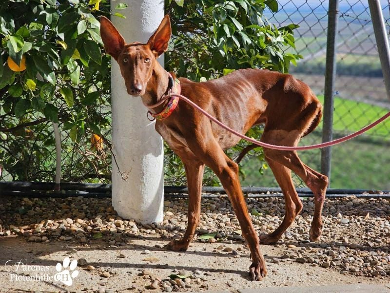Podenco Mischling Kenio ist freundlich  und ausgeglichen, anfangs unsicher