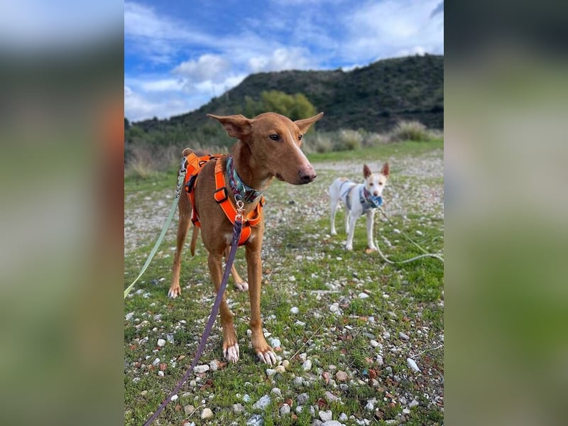 Arun (Spanien)  – ein wunderschöner Podenco – sucht seine Familie