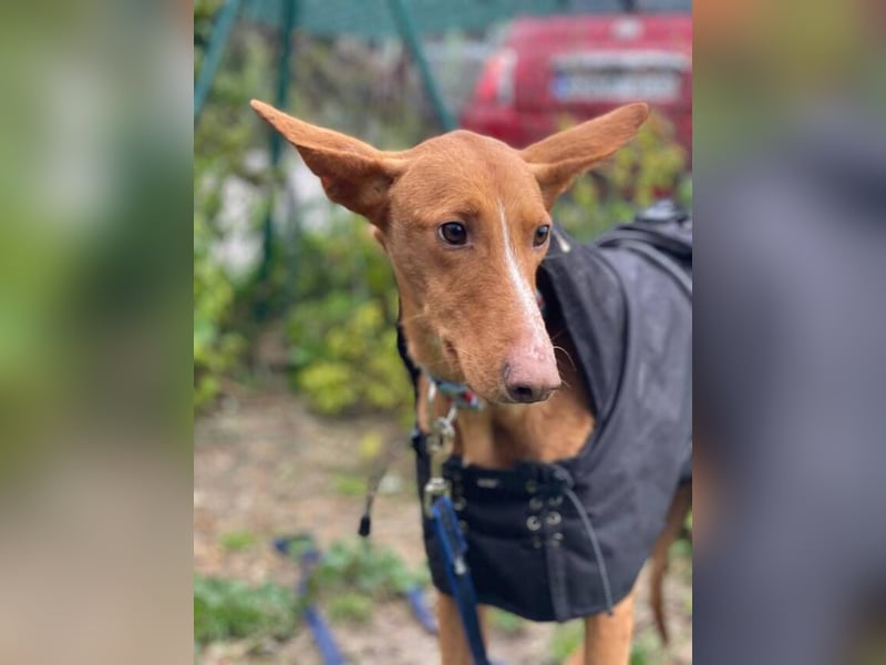 Arun (Spanien)  – ein wunderschöner Podenco – sucht seine Familie