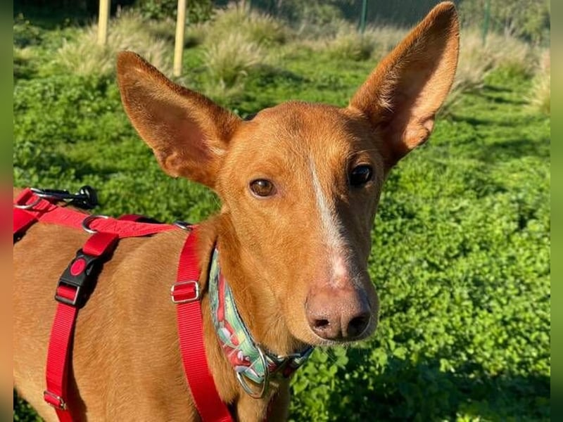 Arun (Spanien)  – ein wunderschöner Podenco – sucht seine Familie
