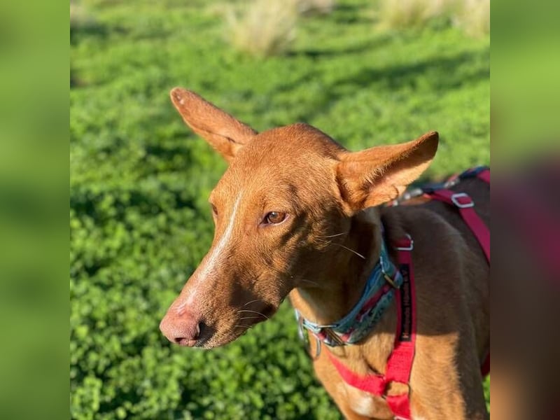 Arun (Spanien)  – ein wunderschöner Podenco – sucht seine Familie