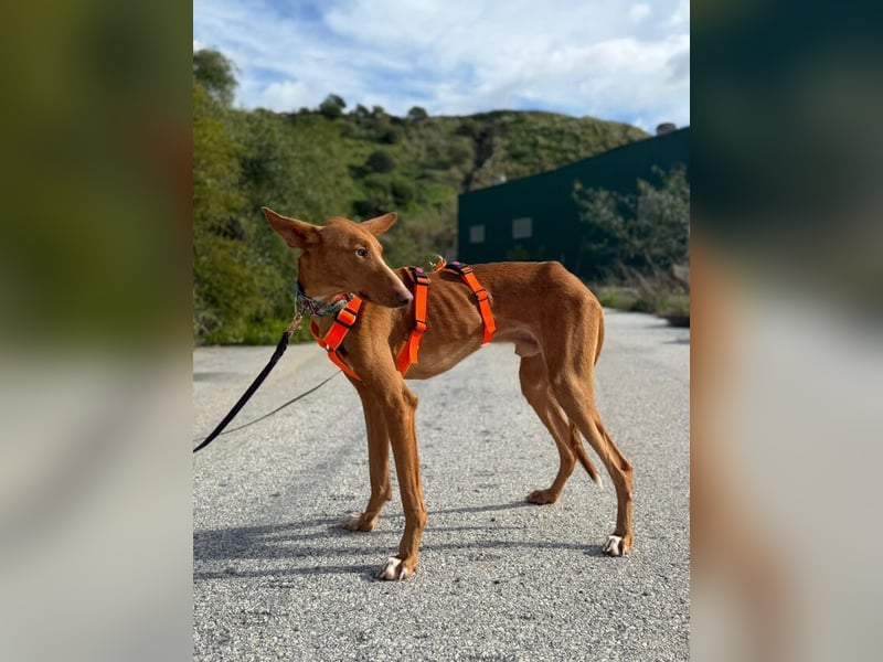 Arun (Spanien)  – ein wunderschöner Podenco – sucht seine Familie