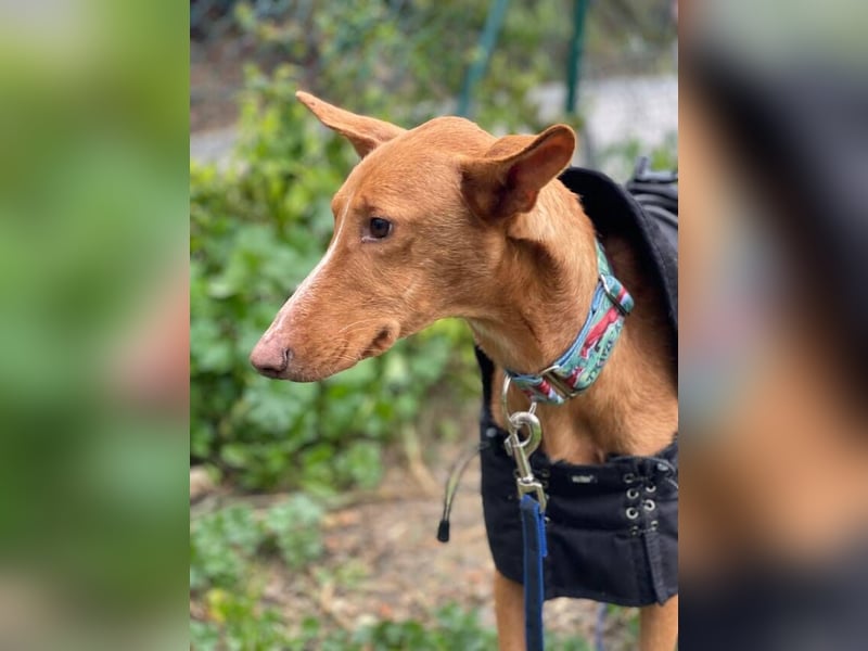 Arun (Spanien)  – ein wunderschöner Podenco – sucht seine Familie