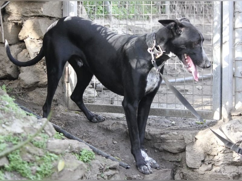 Marlon ist dein Kumpel fürs Leben