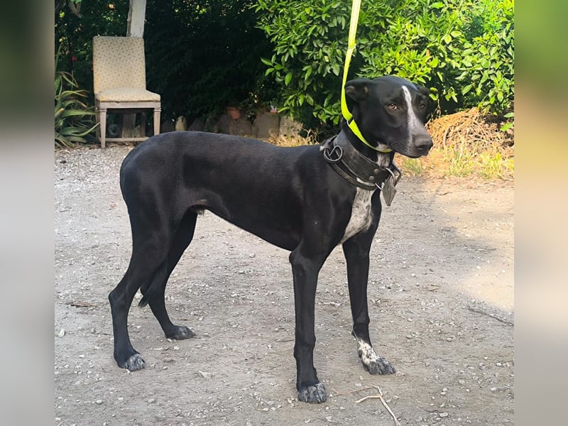 Marlon wartet auf seine Menschen Marlon wartet auf seine Menschen