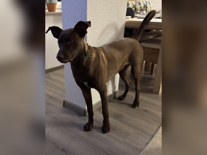 Powerpaket Sarotti sucht sein Zuhause