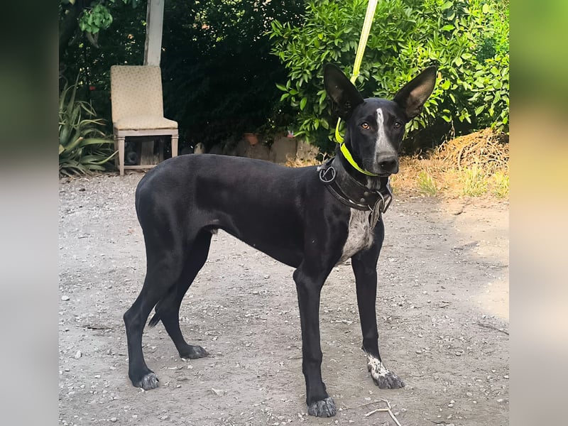 Marlon ist dein Kumpel fürs Leben