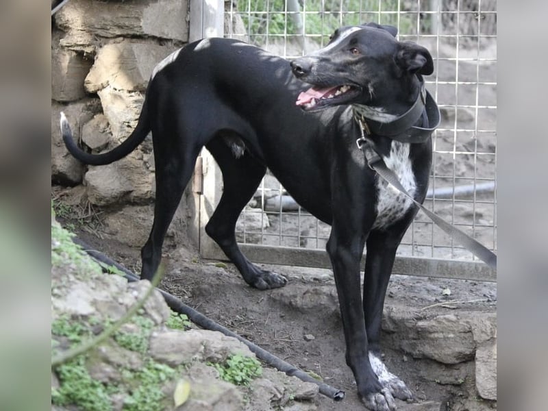 MARLON ist dein Freund fürs Leben