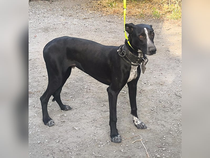 Marlon wartet auf seine Menschen Marlon wartet auf seine Menschen