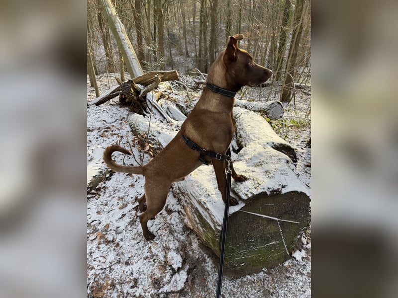 Powerpaket Sarotti sucht sein Zuhause