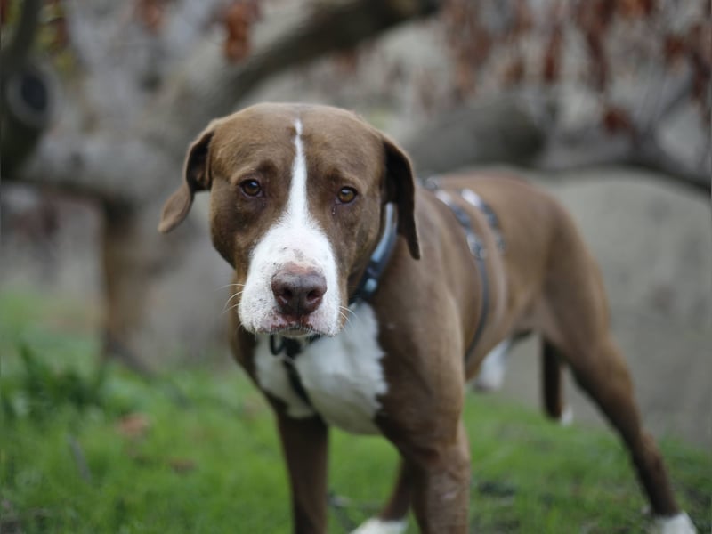 Chico wartet auf seine Menschen