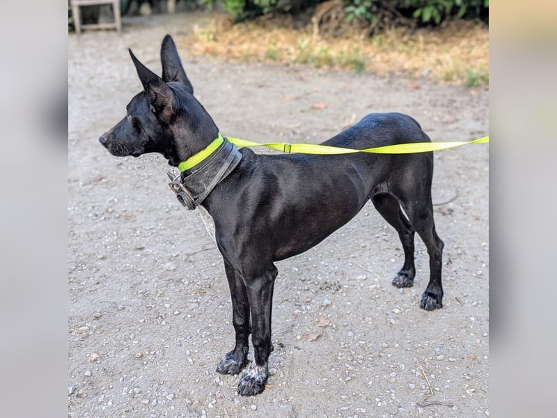 Marlon wartet auf seine Menschen Marlon wartet auf seine Menschen
