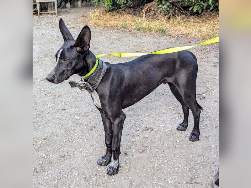 Marlon wartet auf seine Menschen Marlon wartet auf seine Menschen