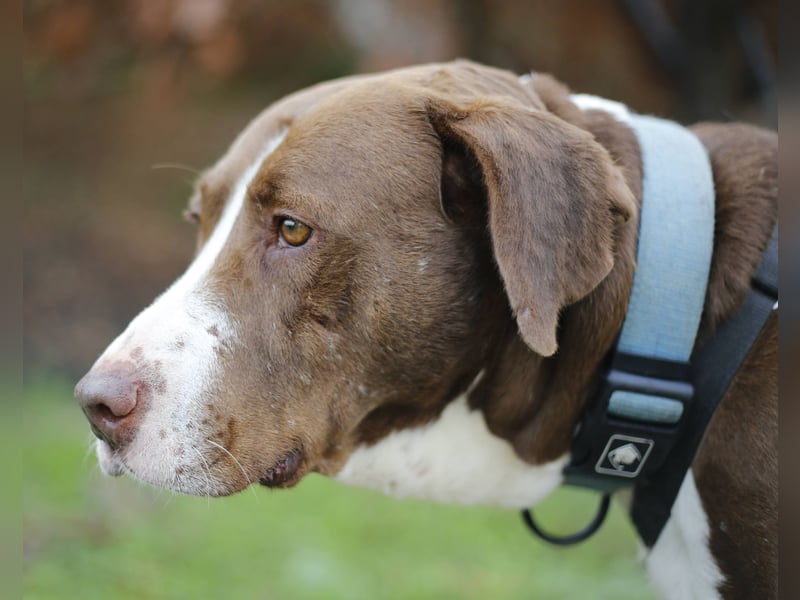 Chico wartet auf seine Menschen