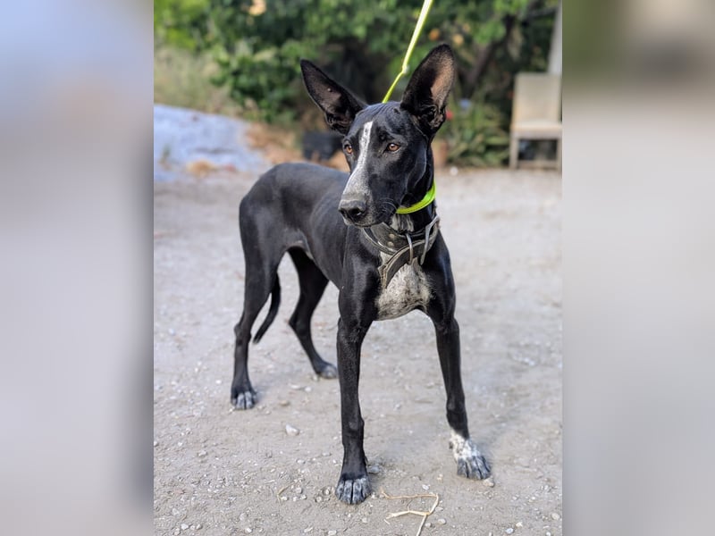 MARLON ist dein Freund fürs Leben