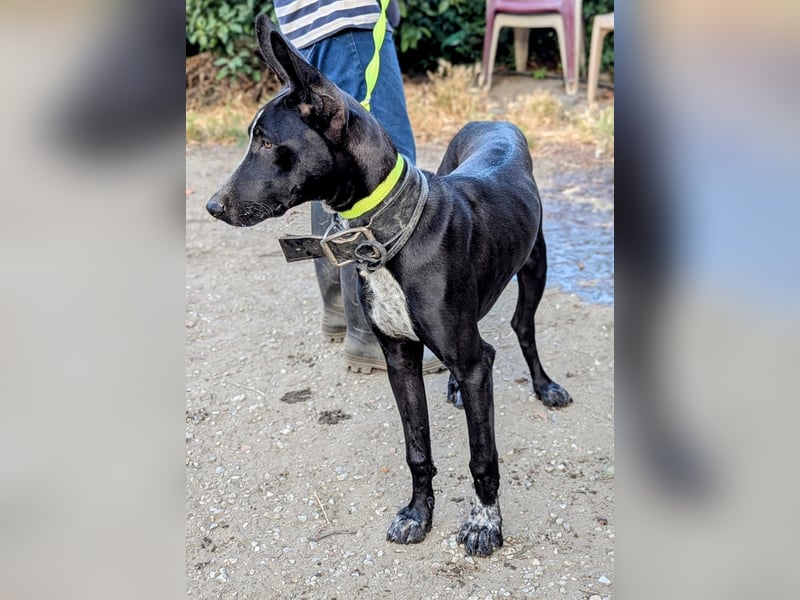 Marlon wartet auf seine Menschen Marlon wartet auf seine Menschen