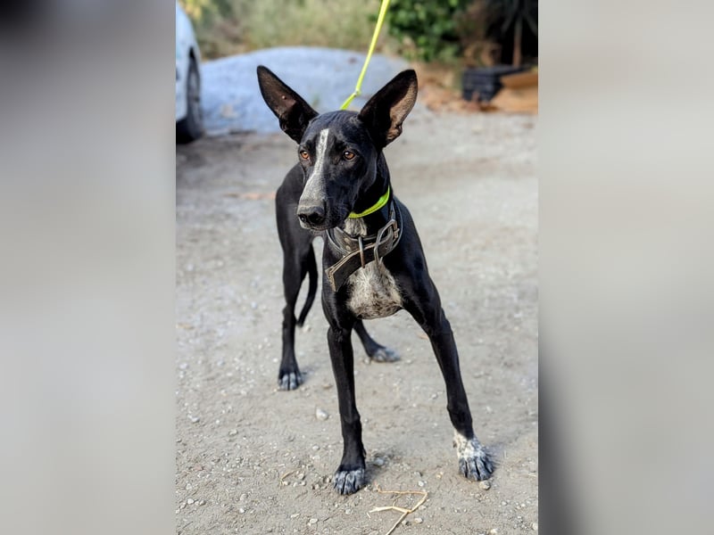 Marlon wartet auf seine Menschen Marlon wartet auf seine Menschen