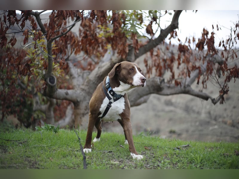 CHICO wartet auf seine Menschen