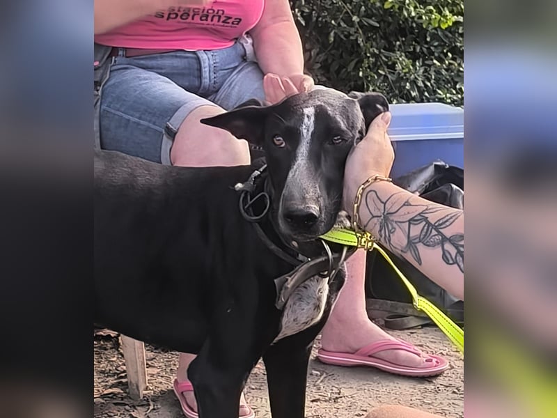 Marlon wartet auf seine Menschen Marlon wartet auf seine Menschen