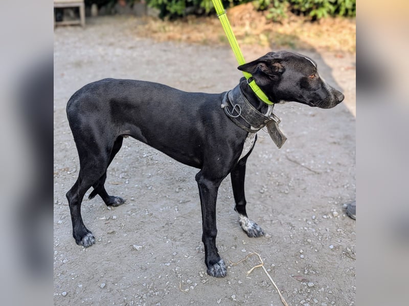 Marlon wartet auf seine Menschen Marlon wartet auf seine Menschen