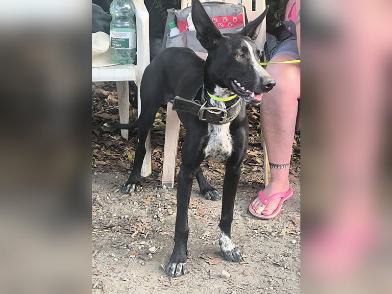 Marlon wartet auf seine Menschen Marlon wartet auf seine Menschen