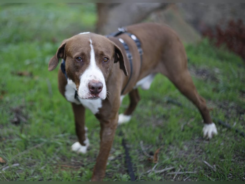 Chico wartet auf seine Menschen