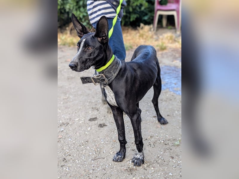 Marlon wartet auf seine Menschen