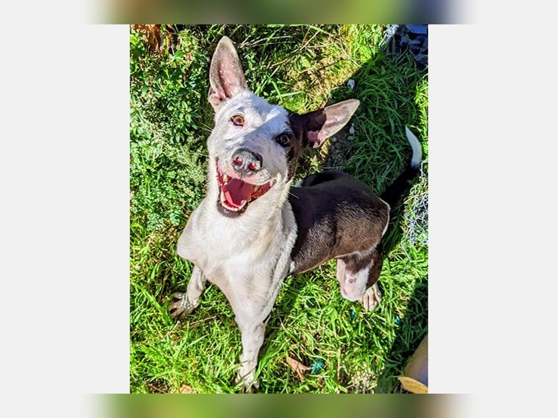 Oreo (TO) gut, lieb und gehorsam. Toller Hund