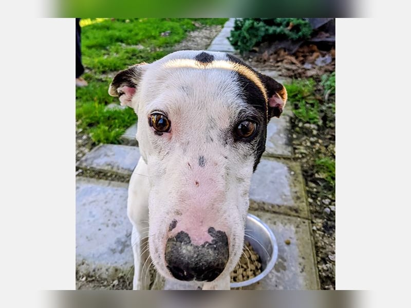 Oreo (TO) gut, lieb und gehorsam. Toller Hund