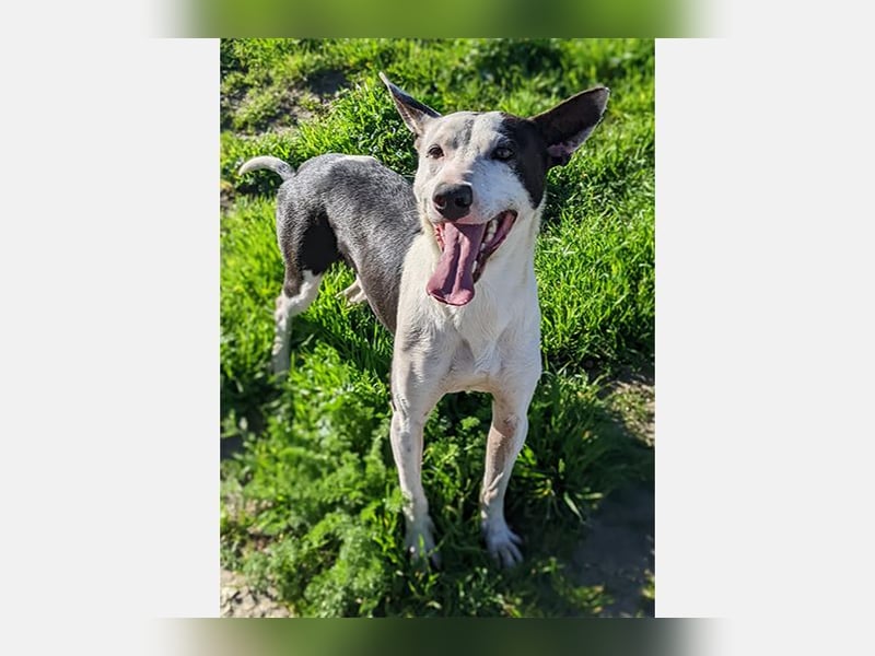 Oreo (TO) gut, lieb und gehorsam. Toller Hund