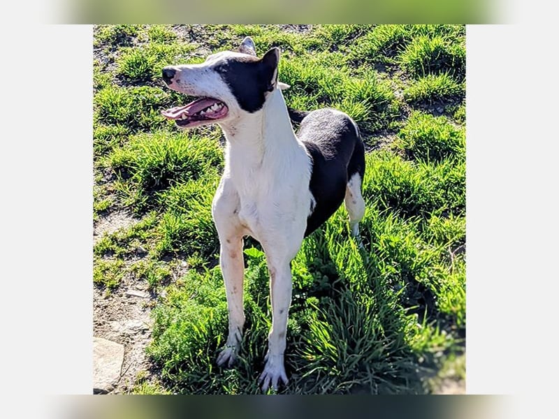 Oreo (TO) gut, lieb und gehorsam. Toller Hund