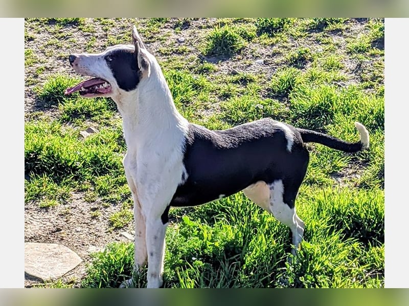 Oreo (TO) gut, lieb und gehorsam. Toller Hund