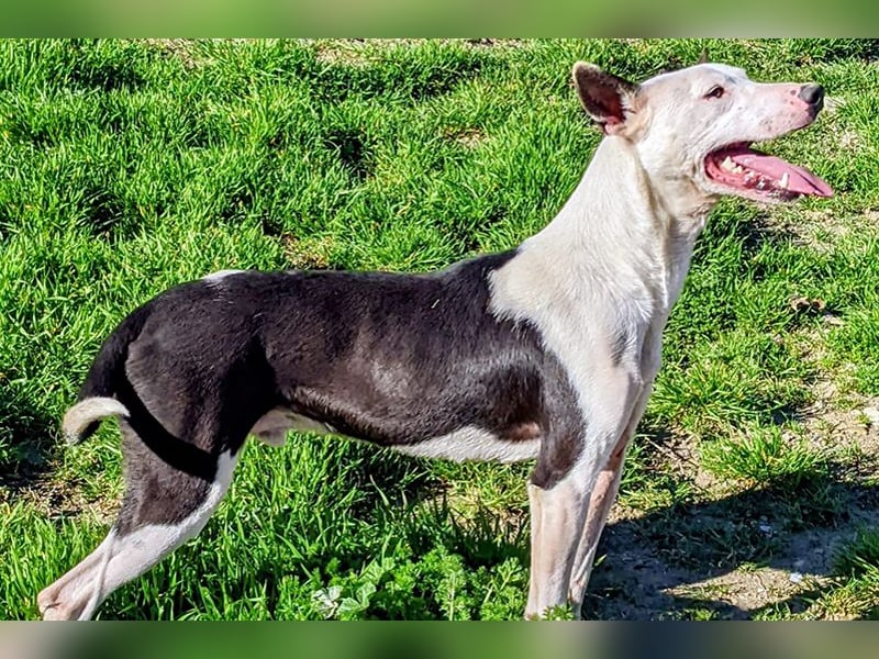 Oreo (TO) gut, lieb und gehorsam. Toller Hund