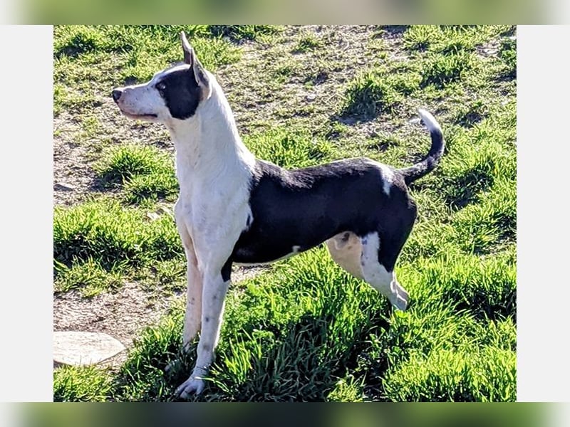 Oreo (TO) gut, lieb und gehorsam. Toller Hund