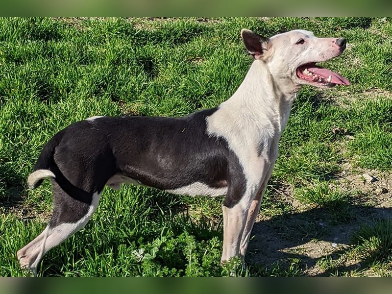Oreo (TO) gut, lieb und gehorsam. Toller Hund