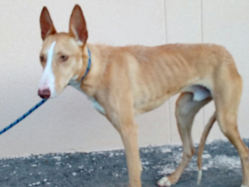 großer Luca möchte ein eigenes Körbchen