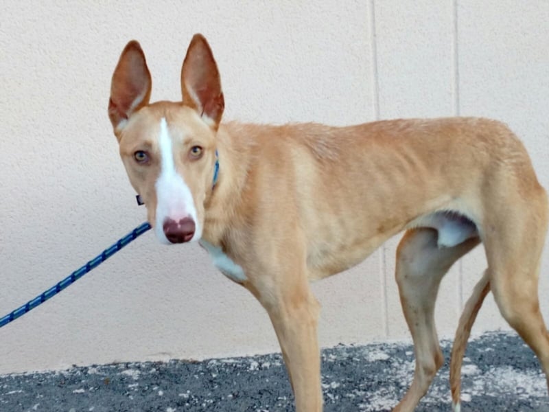 großer Luca möchte ein eigenes Körbchen