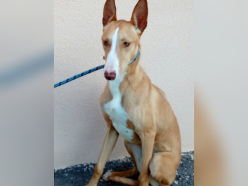 großer Luca möchte ein eigenes Körbchen