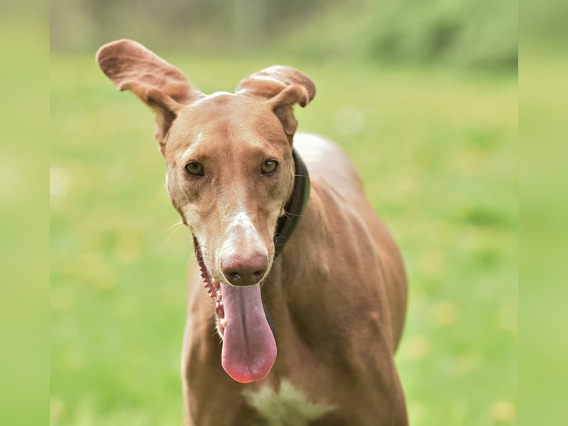 Wunderschöne Fely sucht das Glück